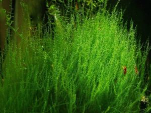 Мох Стринг (меристемное растение), d 6,5 см